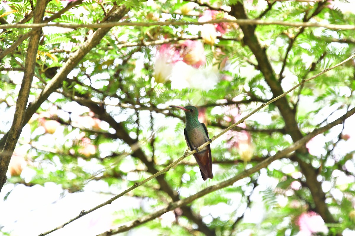 Rufous-tailed Hummingbird - ML595951851