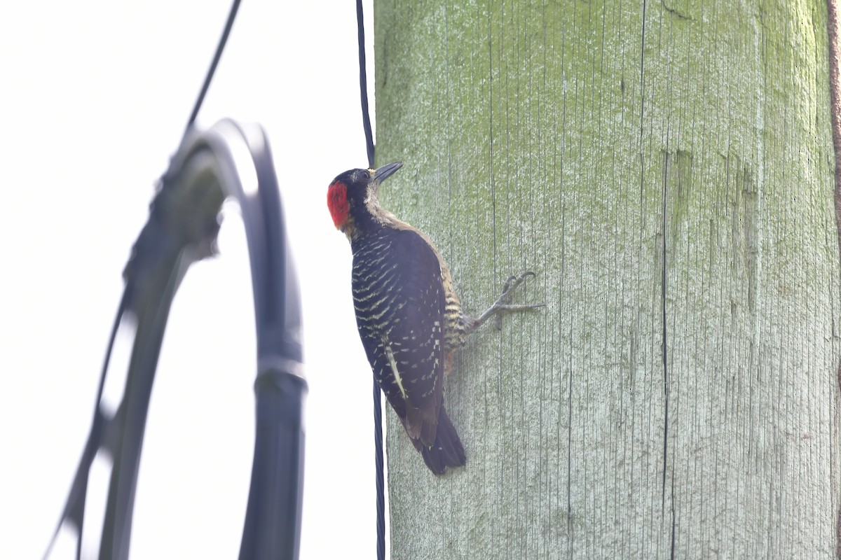 Black-cheeked Woodpecker - ML595951871