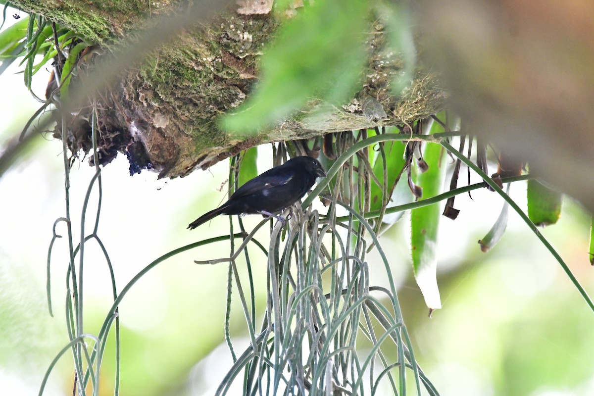 Variable Seedeater - ML595951881