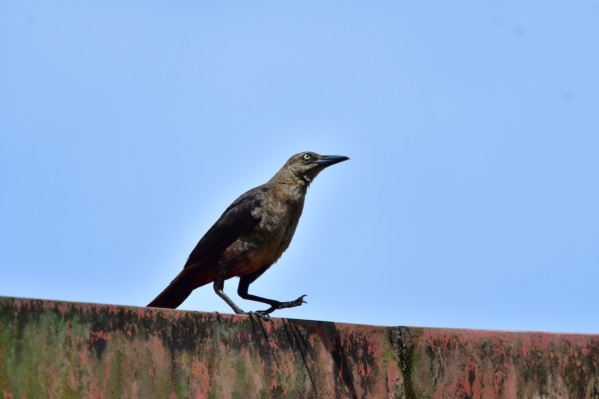 Great-tailed Grackle - ML595951891