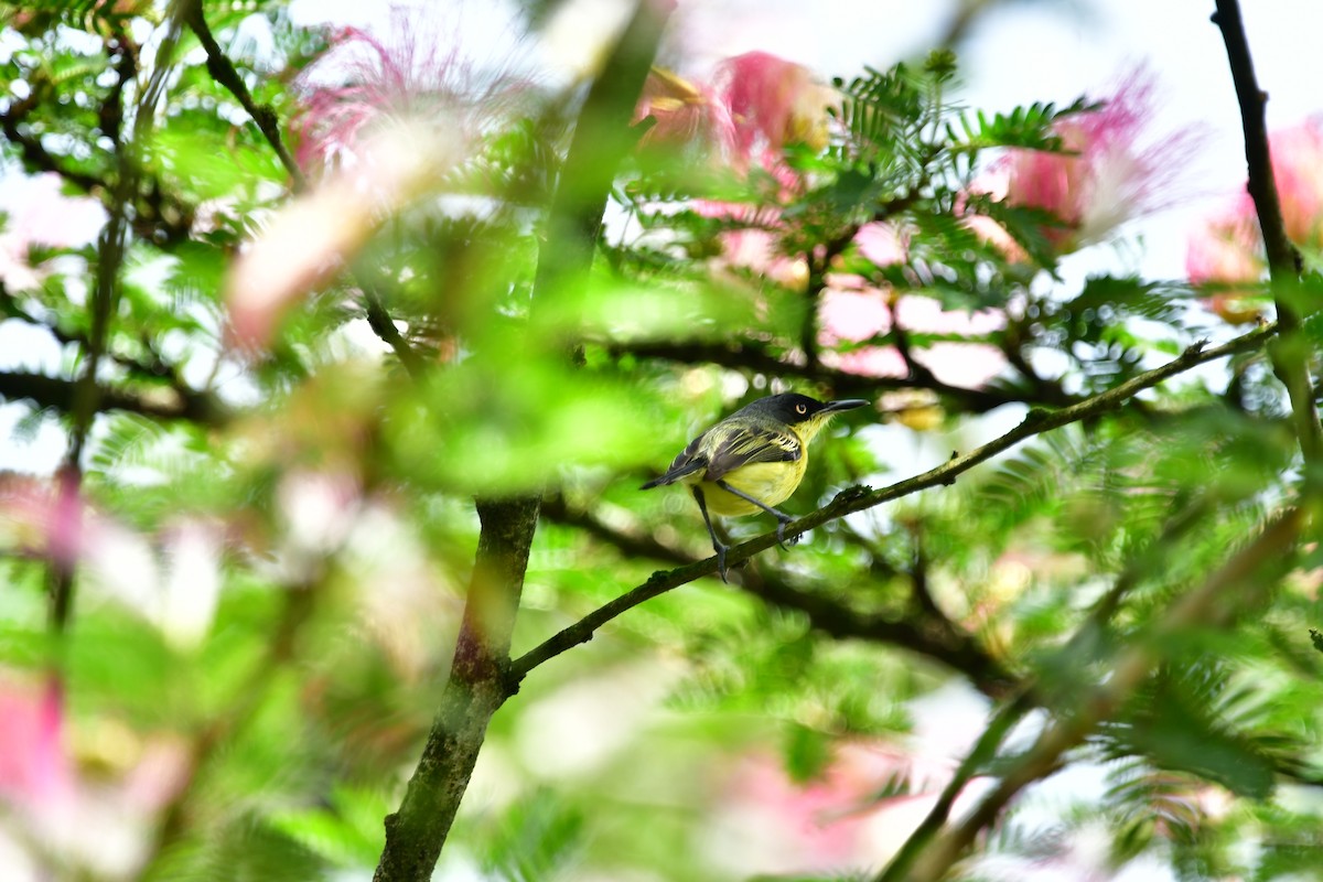 Common Tody-Flycatcher - ML595951951