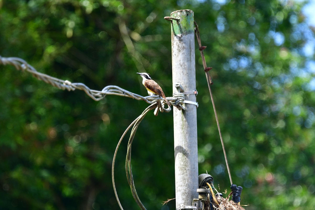 Great Kiskadee - ML595951971