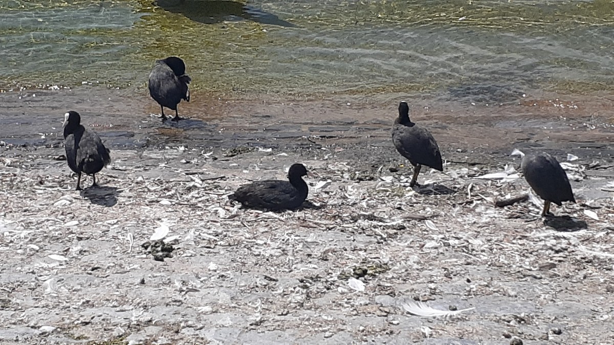 Eurasian Coot - ML595953201