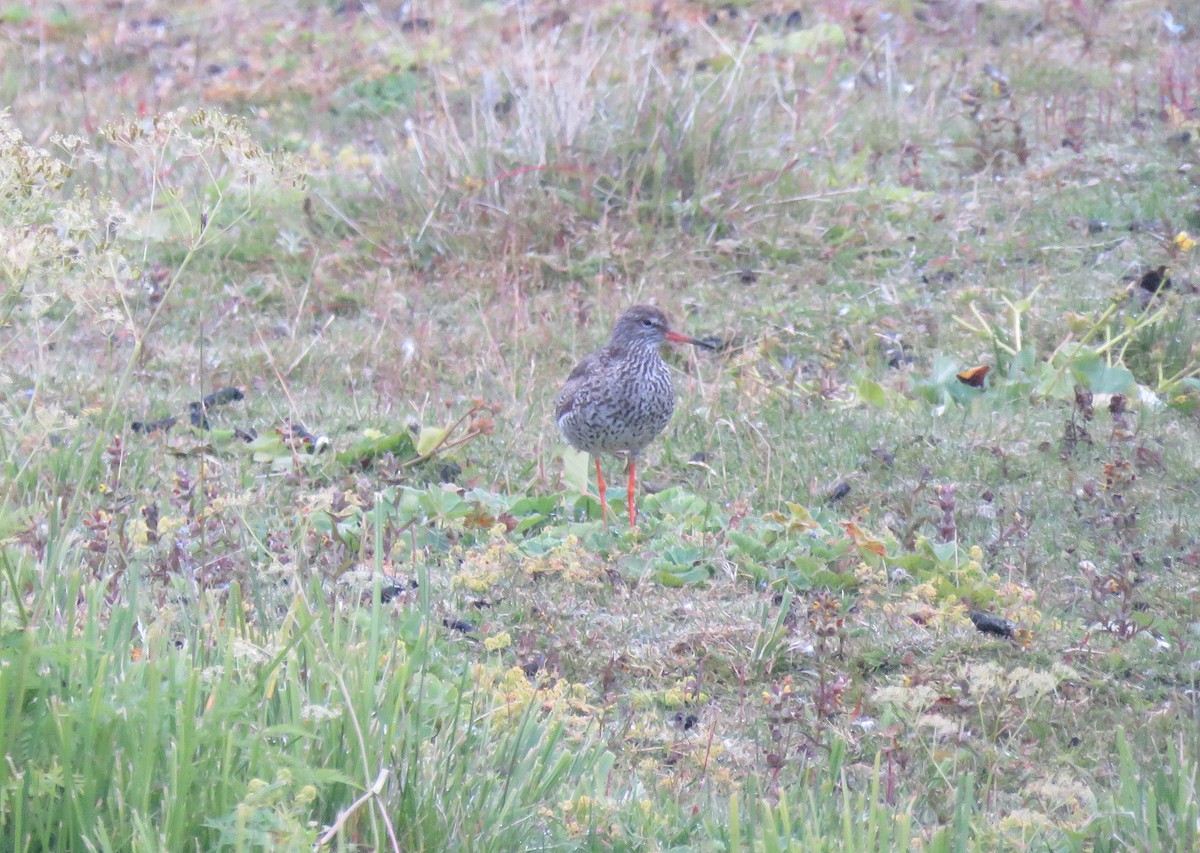 Common Redshank - ML595953671