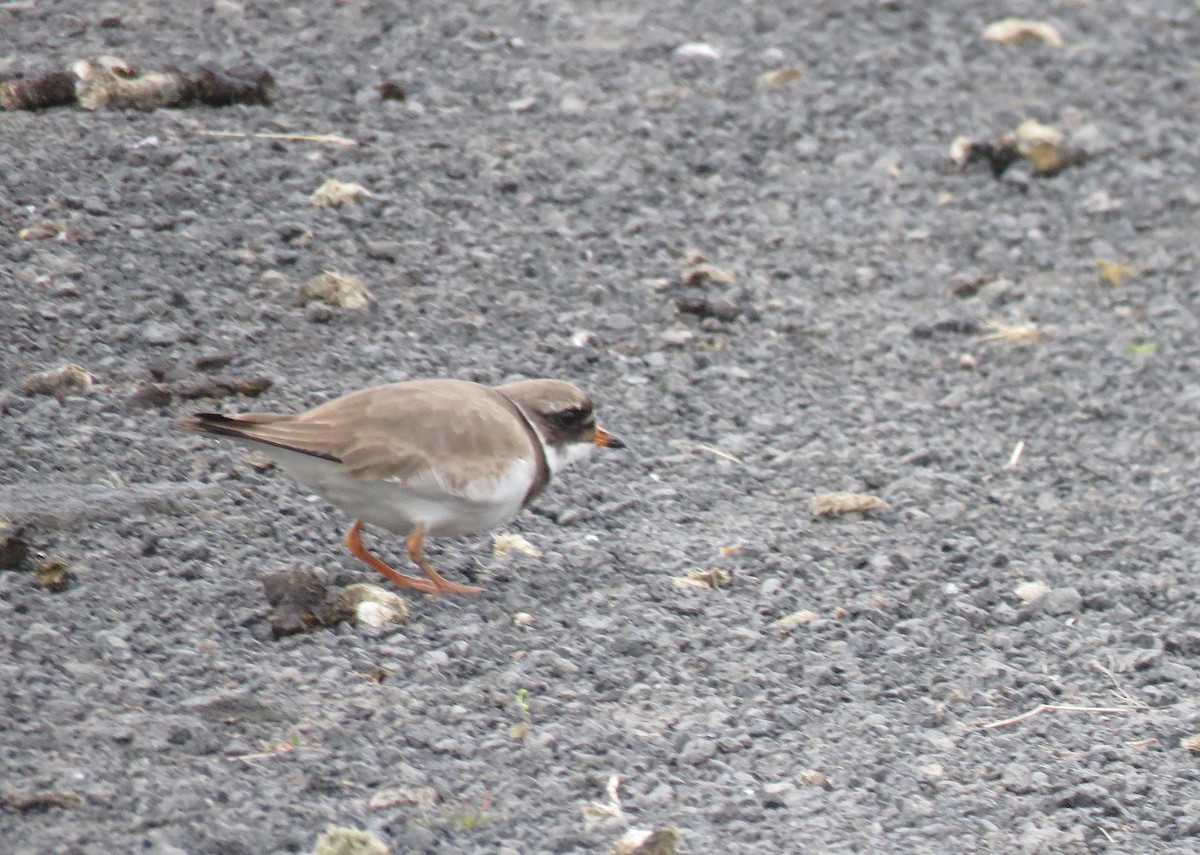 Common Ringed Plover - ML595953791