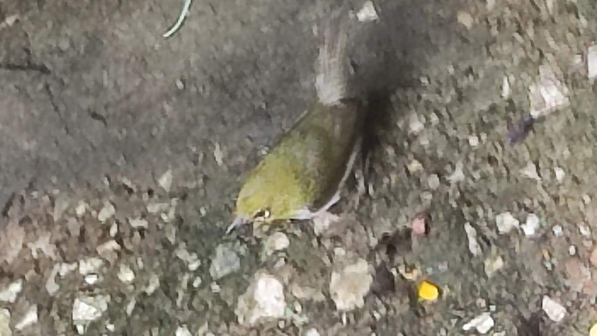 Indian White-eye - Andres J.S. Carrasco