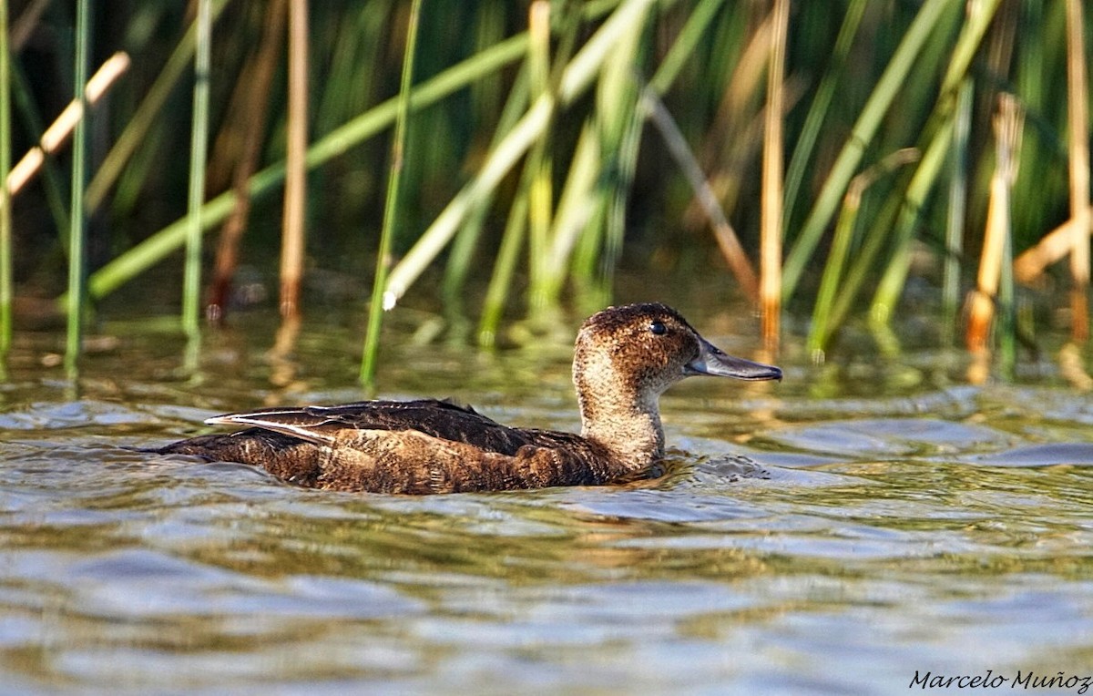 Black-headed Duck - ML59595411
