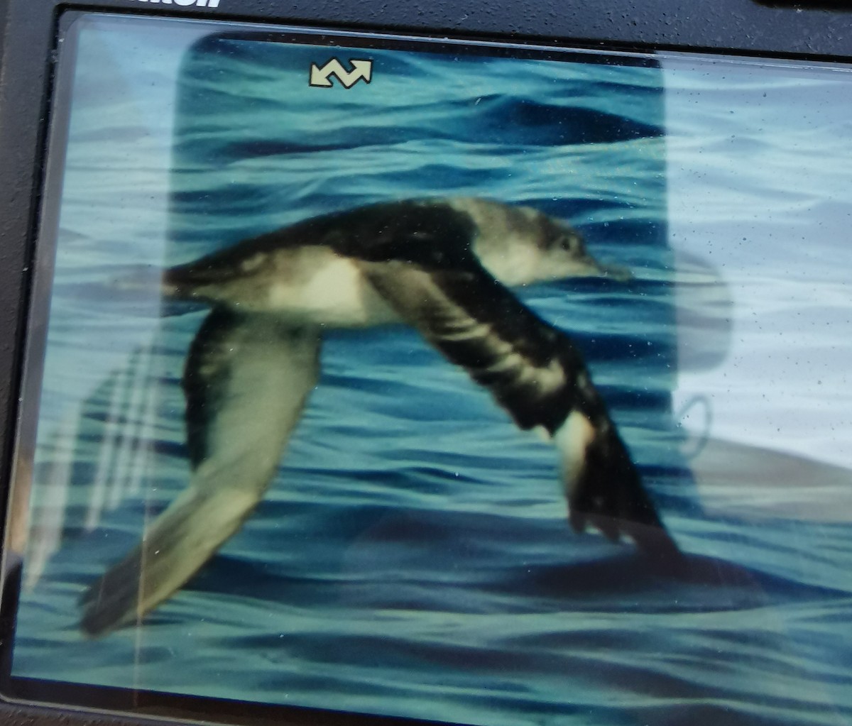 Balearic Shearwater - ML595954791