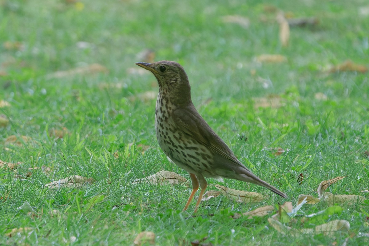 Song Thrush - ML595955151