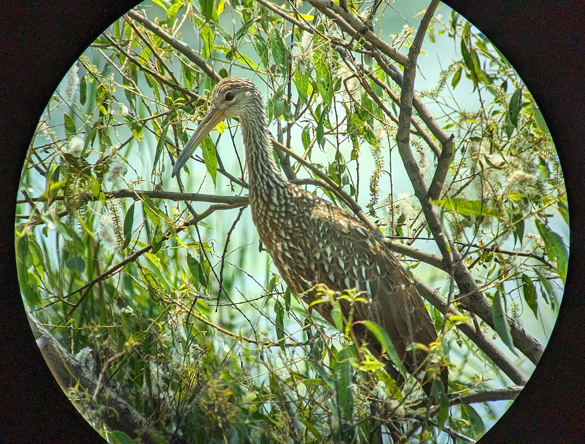 Limpkin - Anne Geraghty