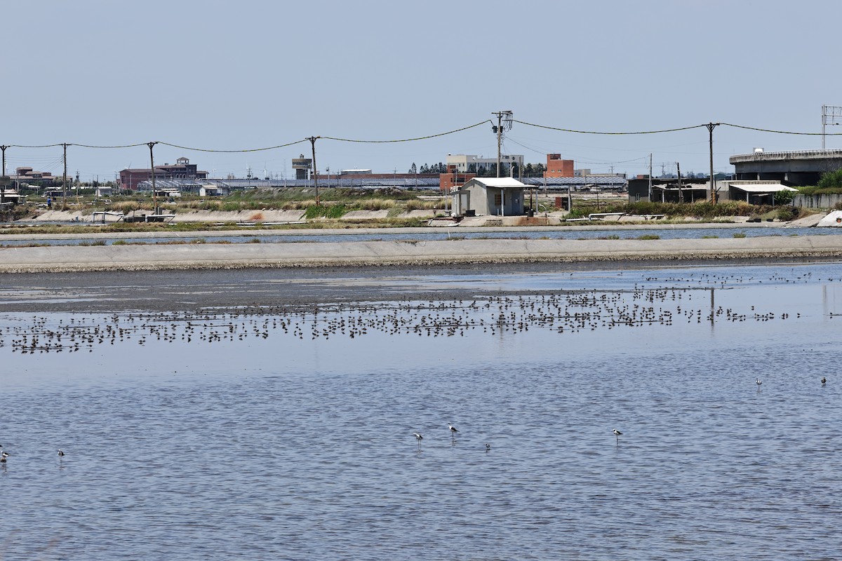 Curlew Sandpiper - ML595955511