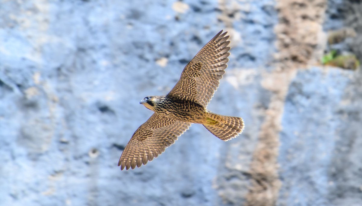 Peregrine Falcon - Mark Lethlean
