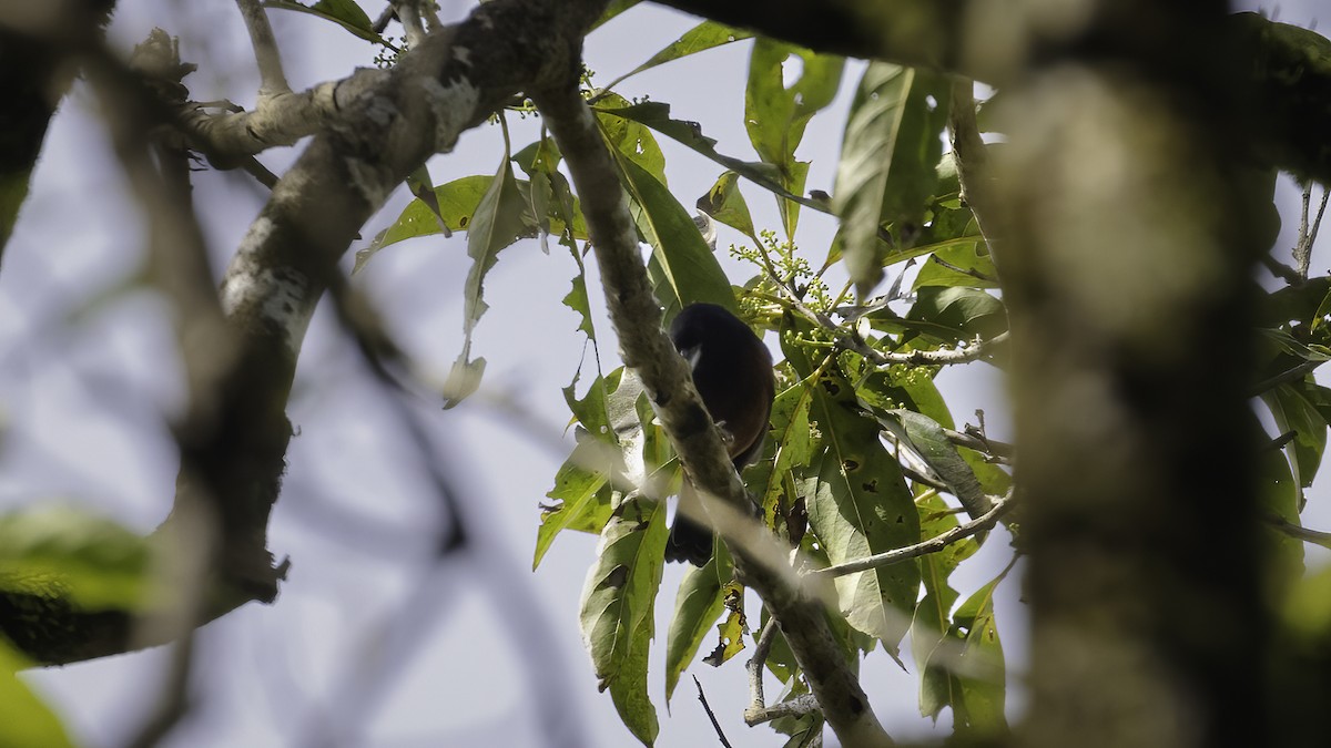 Orchard Oriole (Orchard) - ML595955731