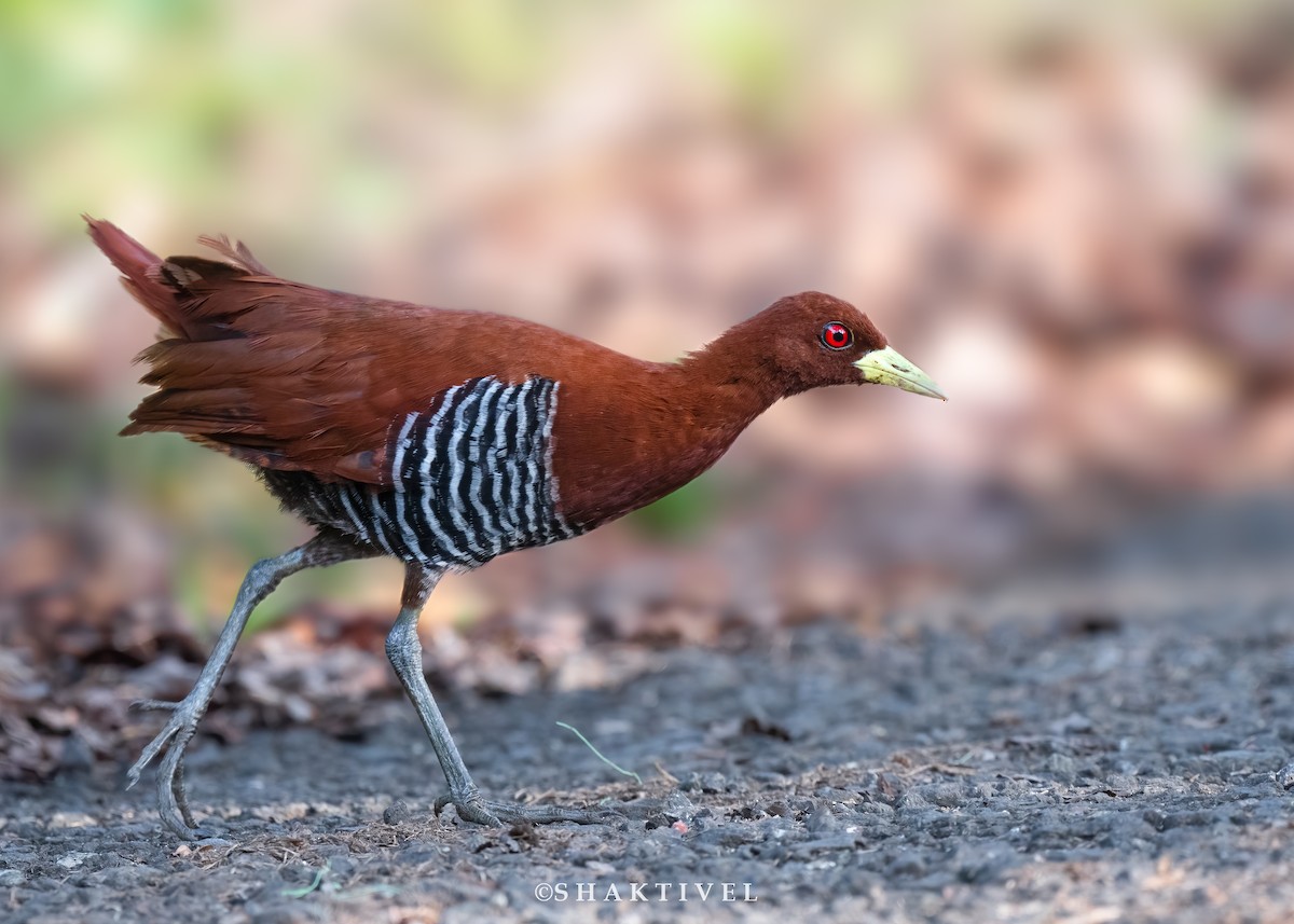 Andaman Crake - Shakti - Tribesmen.in