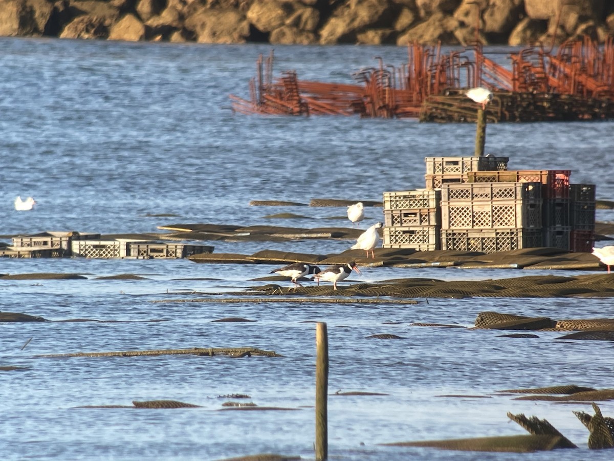 Eurasian Oystercatcher - ML595956251