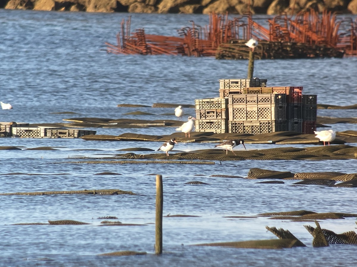 Eurasian Oystercatcher - ML595956261