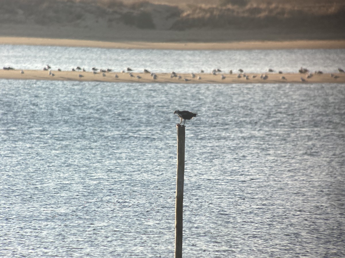 Balbuzard pêcheur - ML595956681