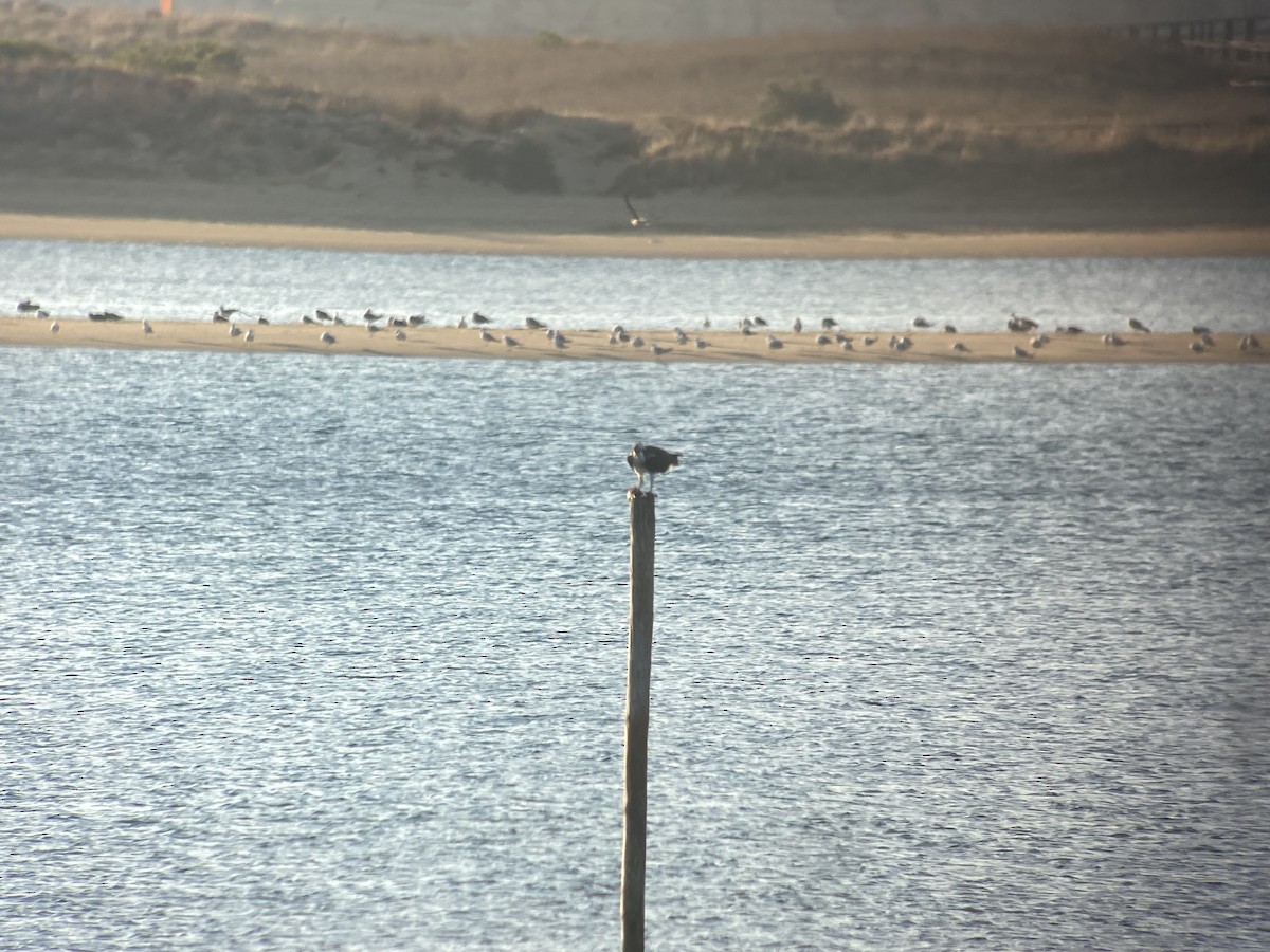 Balbuzard pêcheur - ML595956691