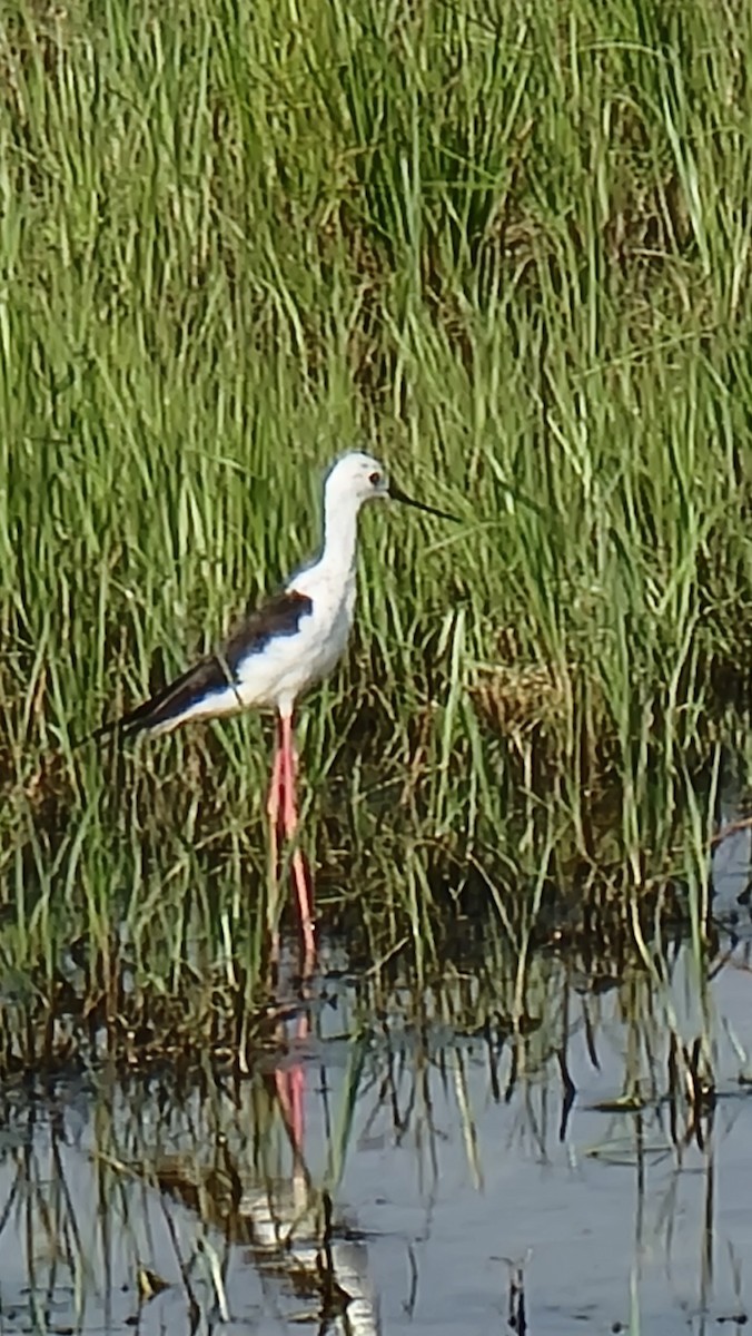 Black-winged Stilt - Christina Gebhard