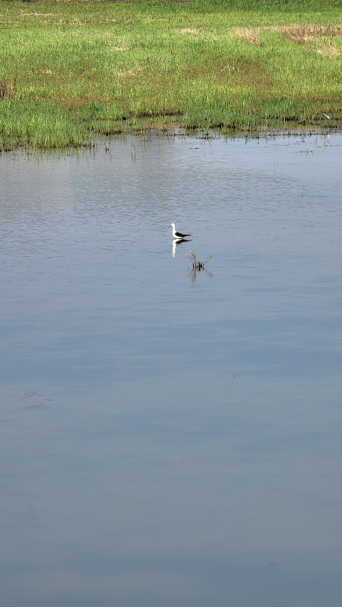 Black-winged Stilt - ML595957041