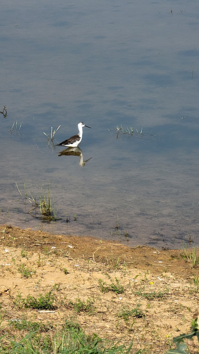 Black-winged Stilt - Christina Gebhard