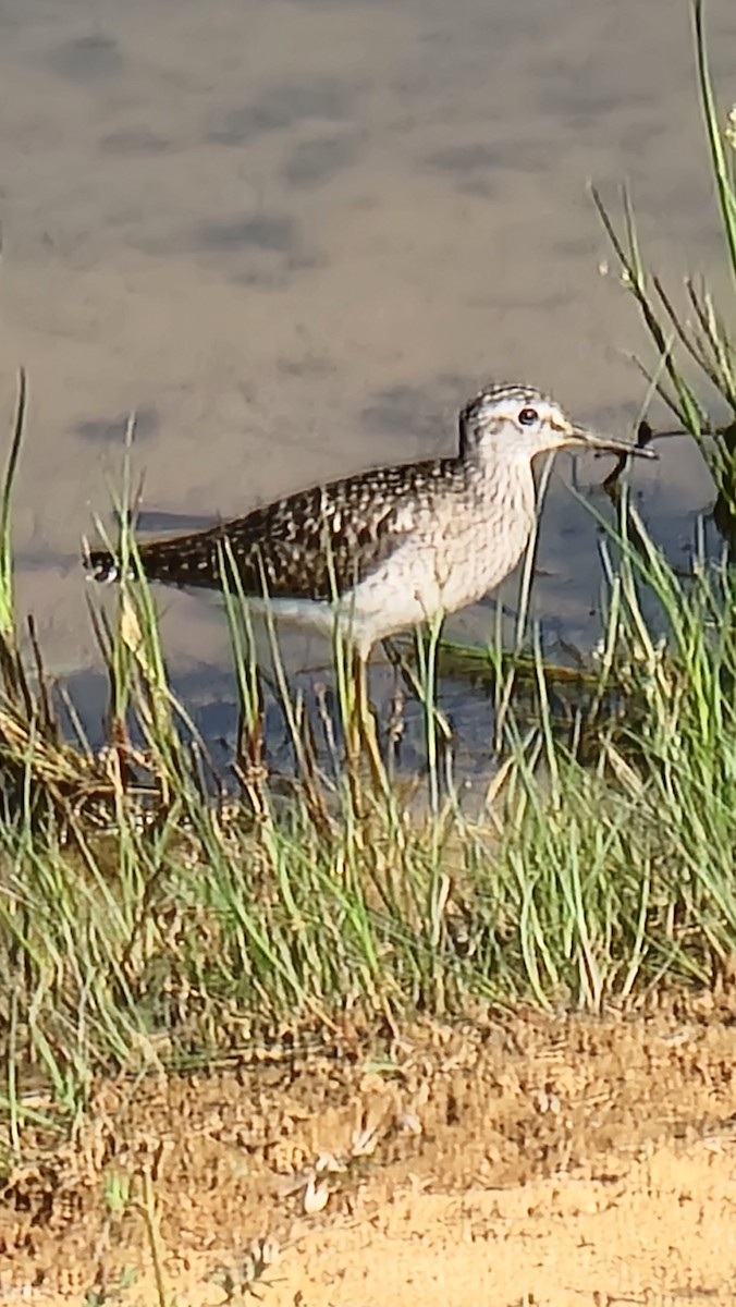 Wood Sandpiper - Christina Gebhard