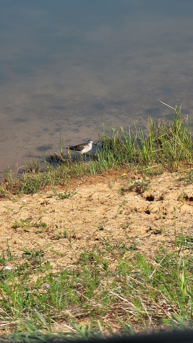 Wood Sandpiper - ML595957201