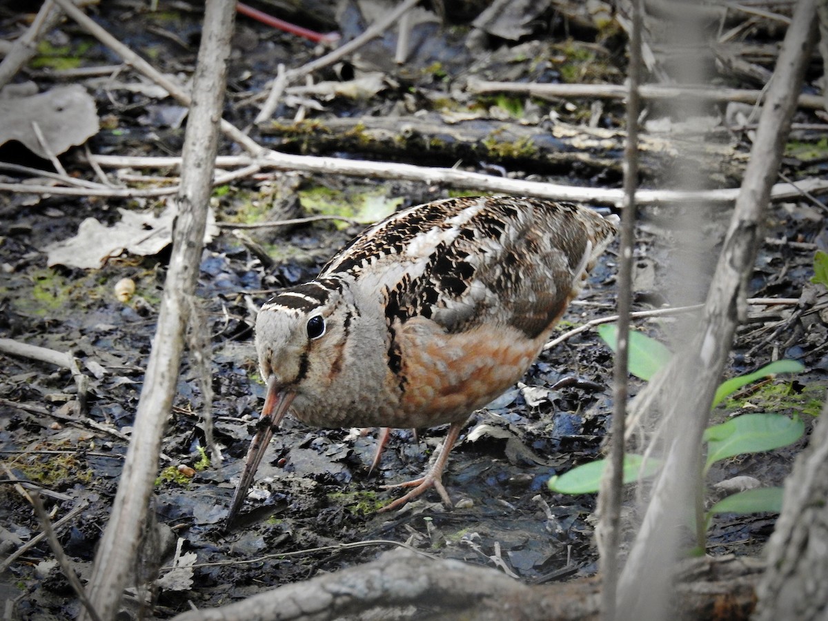 American Woodcock - Chao Jimmy Wu