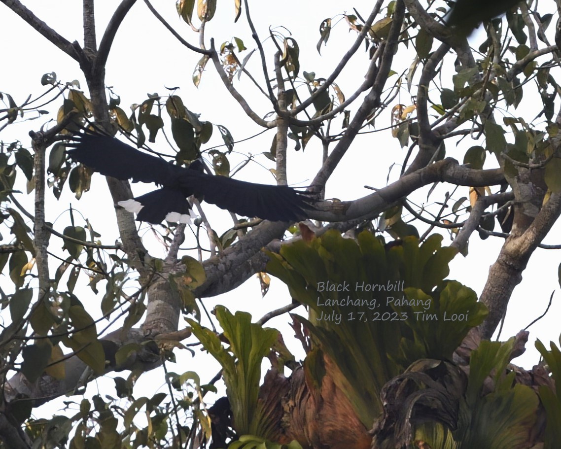Чёрная птица-носорог - ML595957321