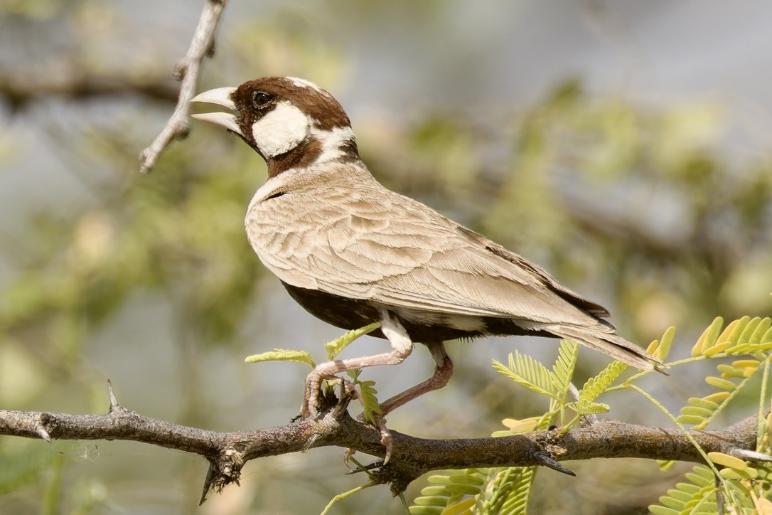 Chestnut-headed Sparrow-Lark - Ted Burkett