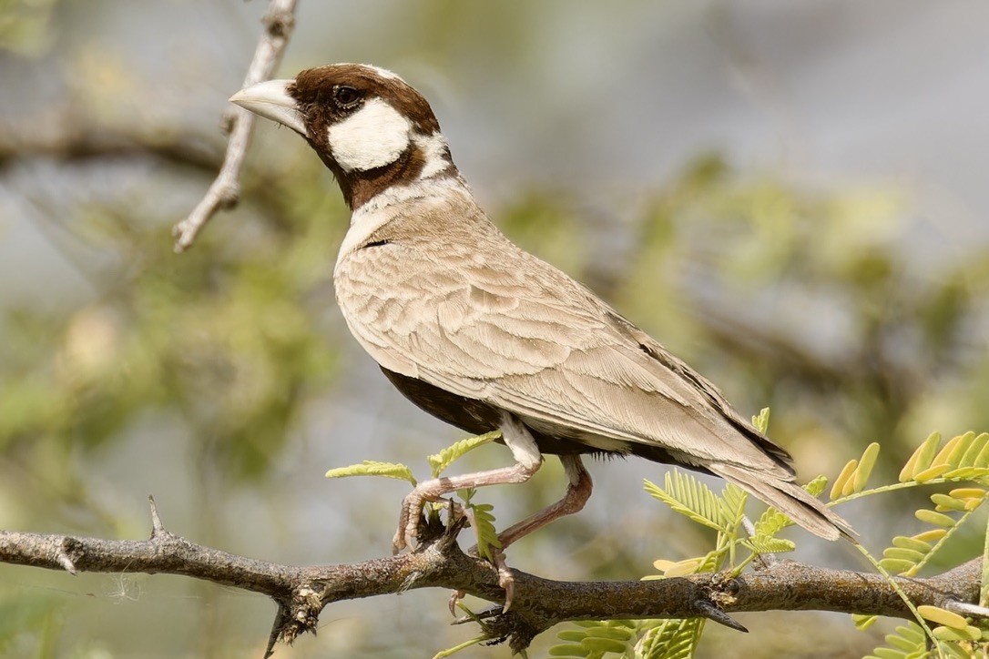 Chestnut-headed Sparrow-Lark - Ted Burkett