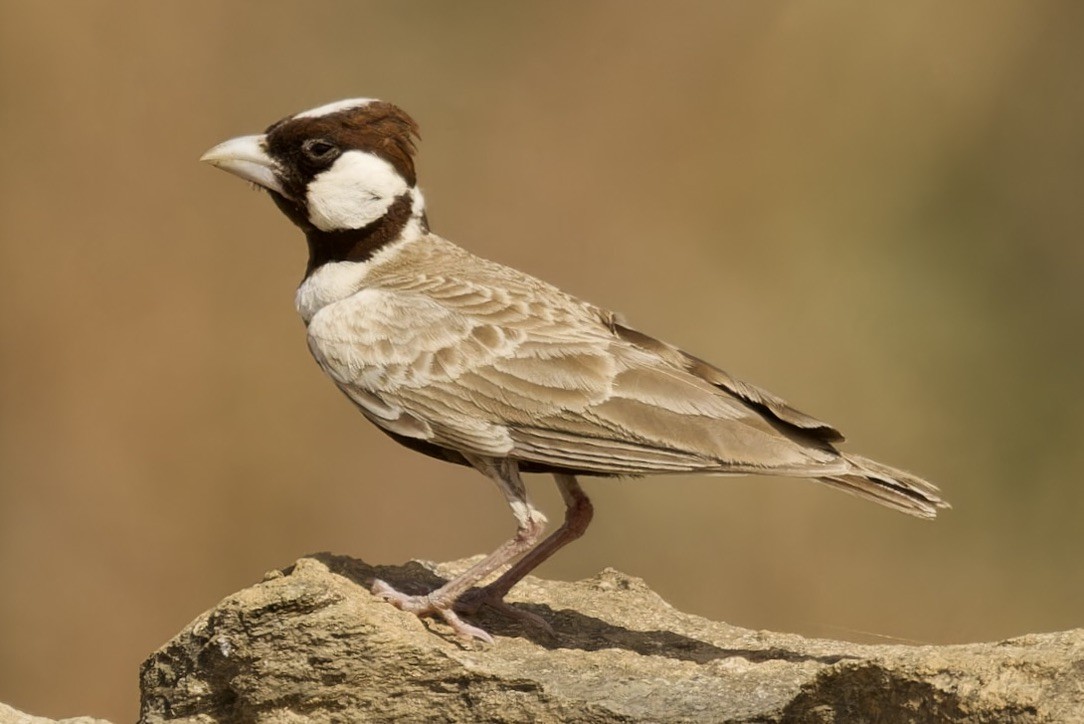 Chestnut-headed Sparrow-Lark - Ted Burkett