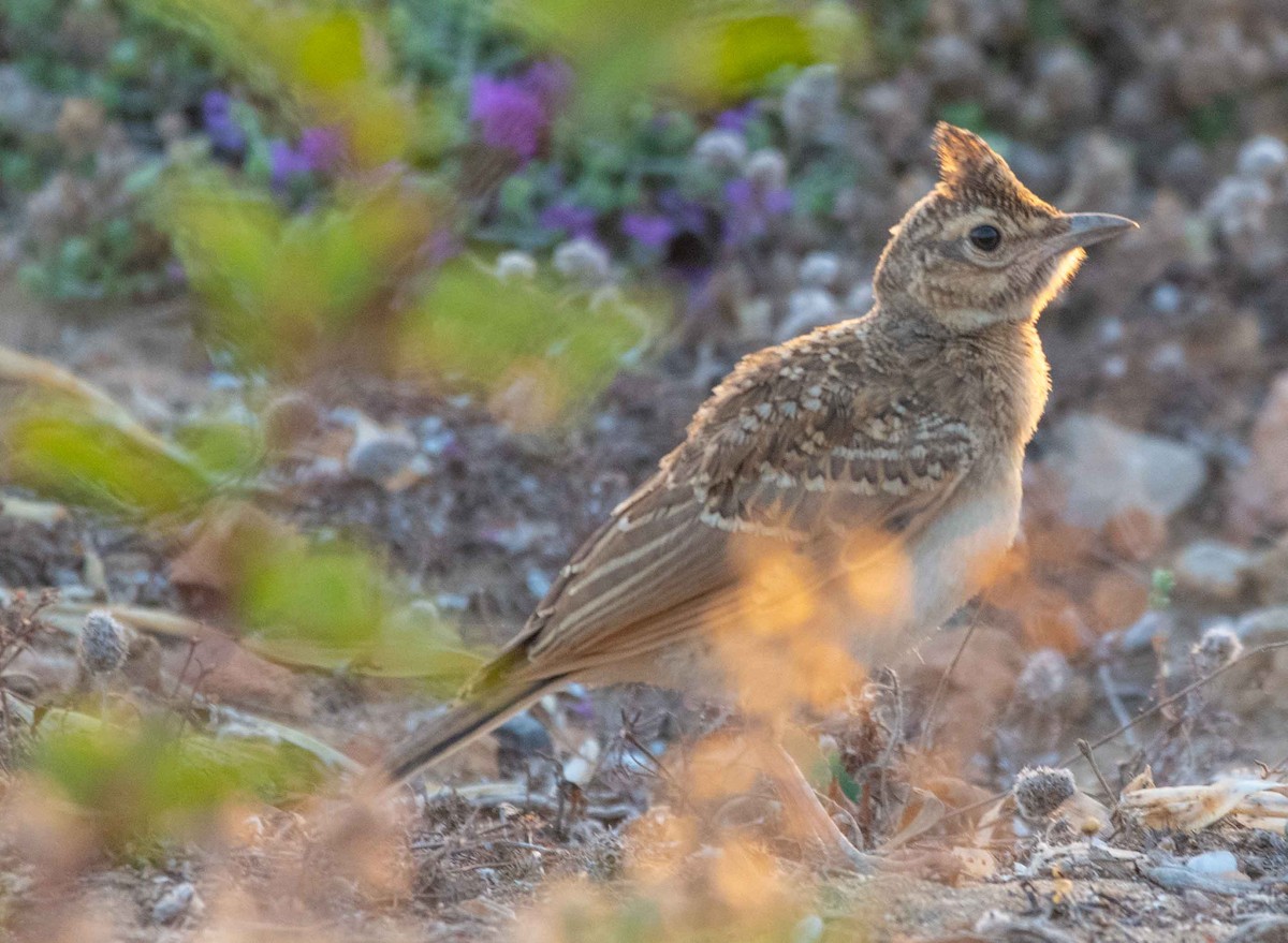 Crested Lark - ML595957951