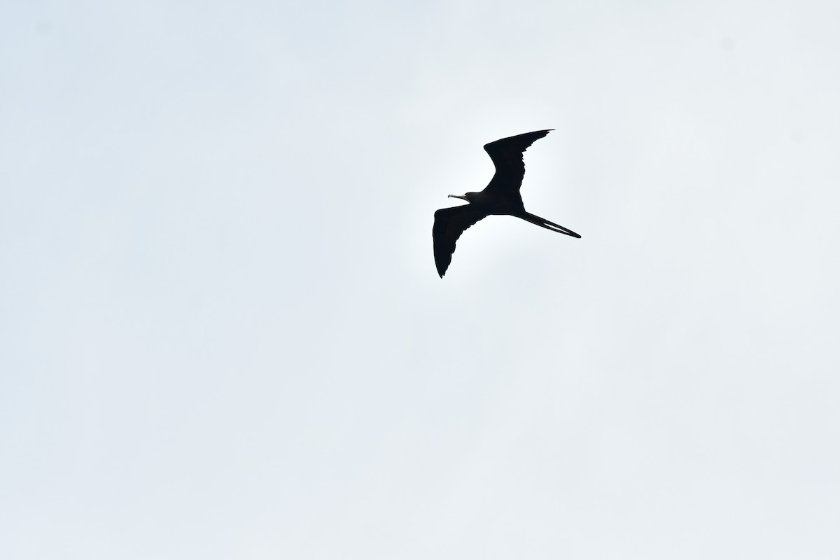 Magnificent Frigatebird - Anonymous