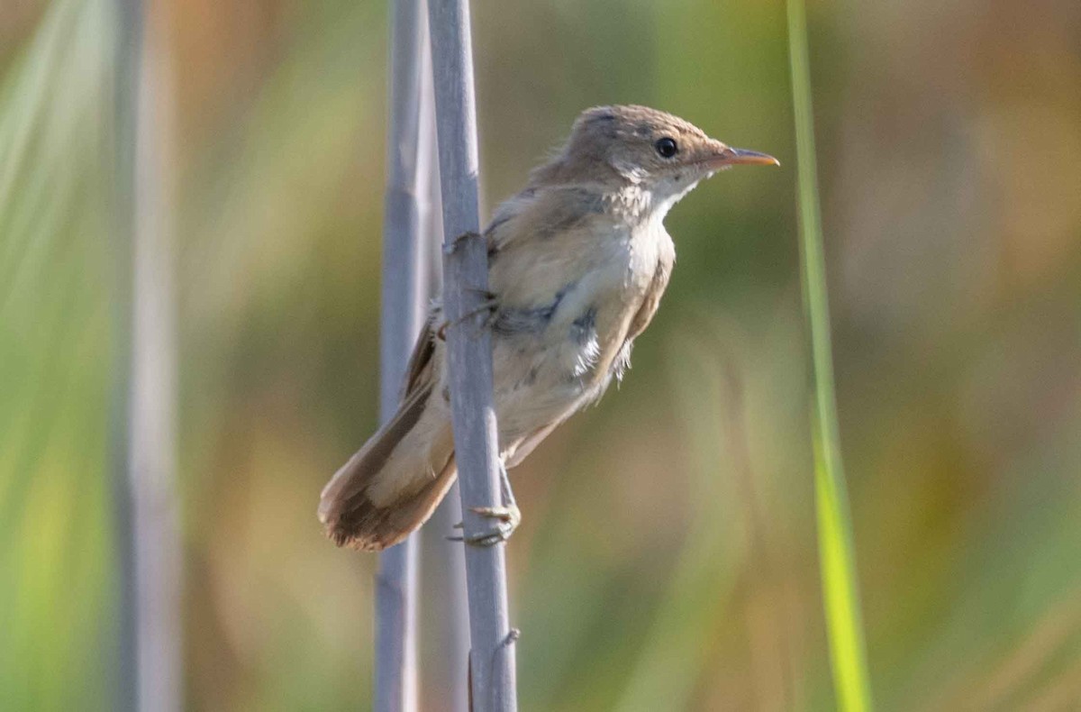 Common Reed Warbler - ML595958101