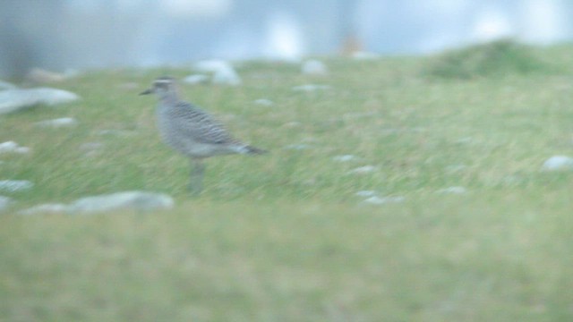 American Golden-Plover - ML595958291