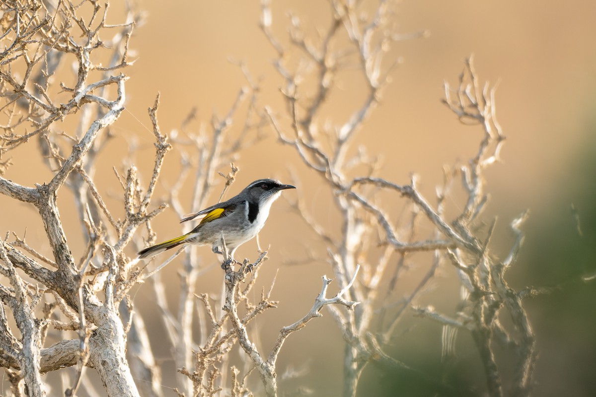 Crescent Honeyeater - Ian Melbourne