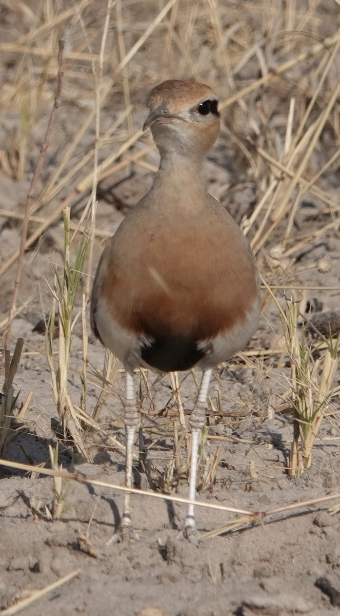 Temminck's Courser - ML595958841