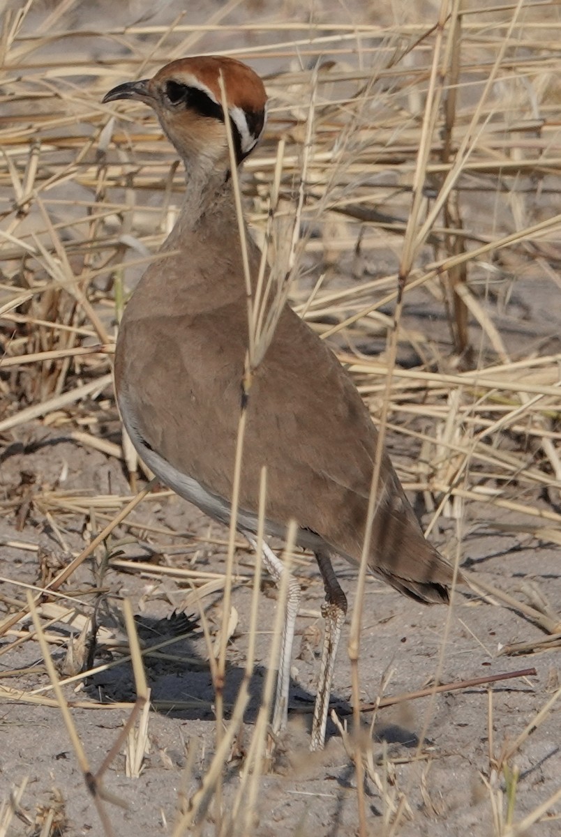 Temminck's Courser - ML595958851