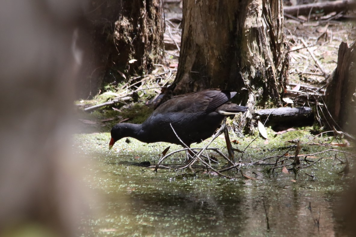 Dusky Moorhen - Mick Drews