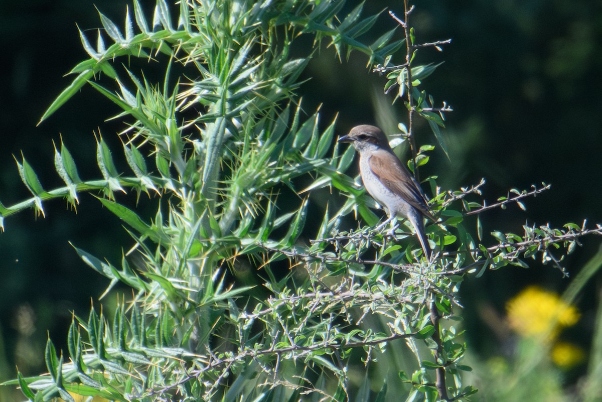 Red-backed Shrike - ML595959121