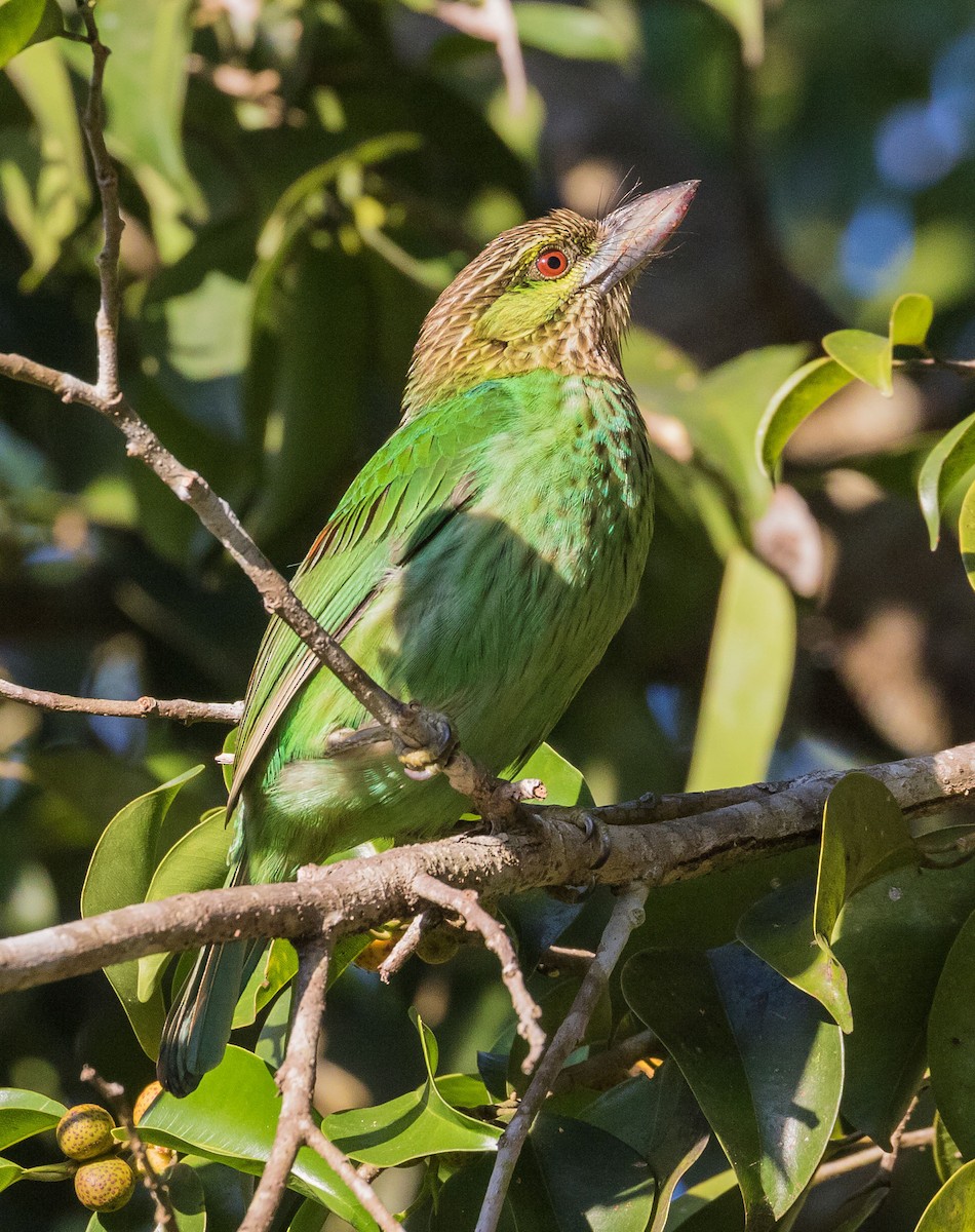 Grünohr-Bartvogel - ML595959431