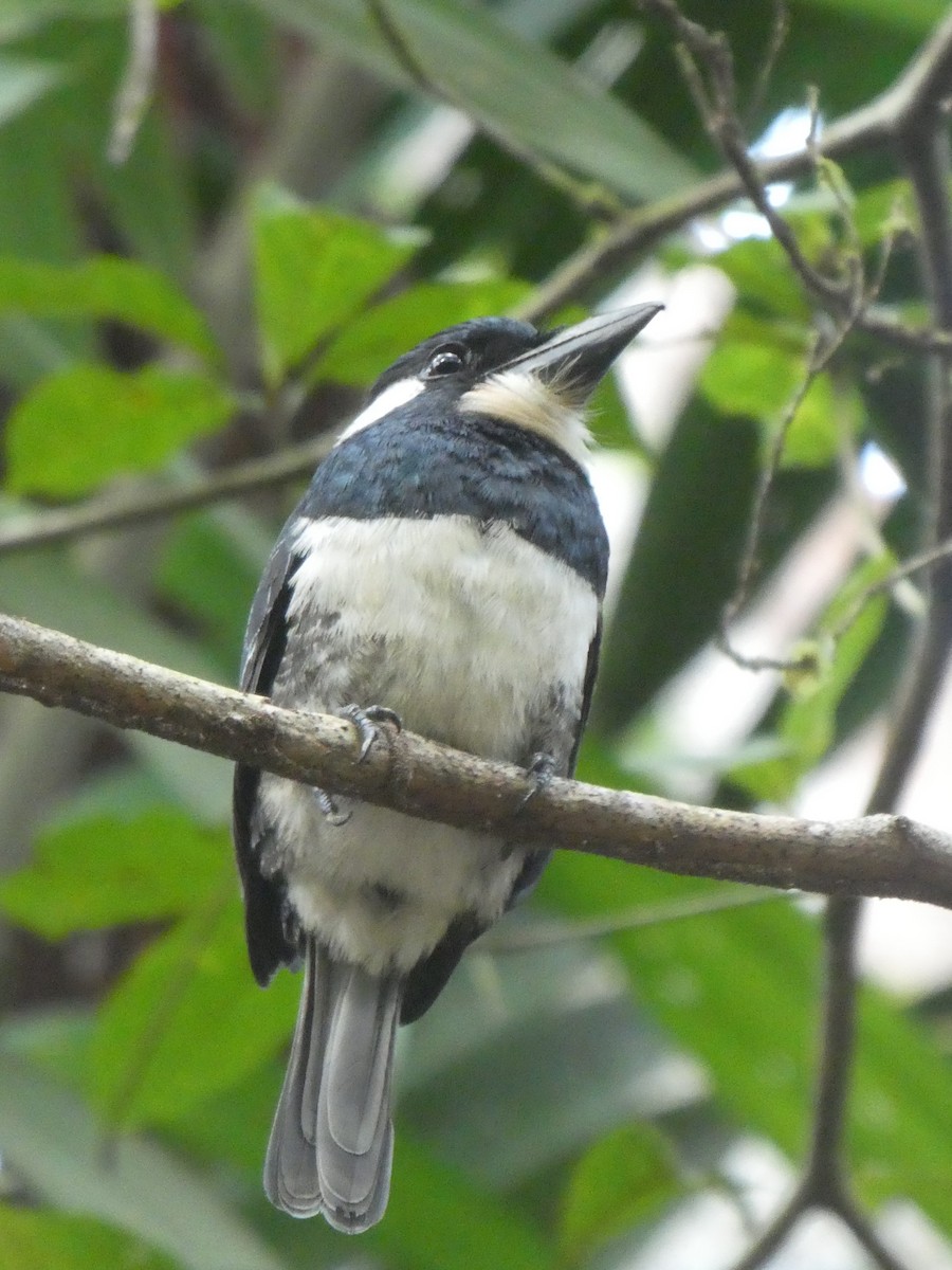 Black-breasted Puffbird - ML595959471