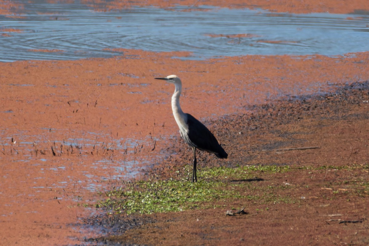 Pacific Heron - ML595959601