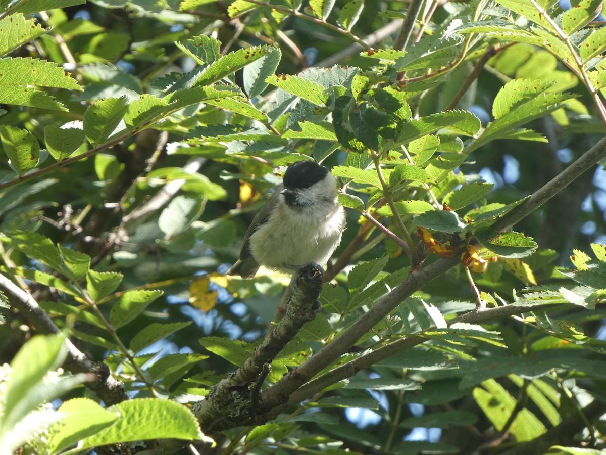 Marsh Tit - ML595959841