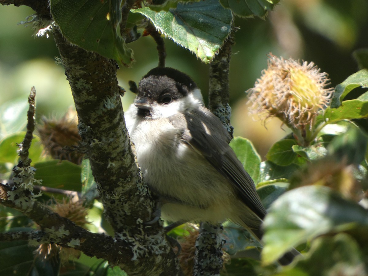 Marsh Tit - ML595959851