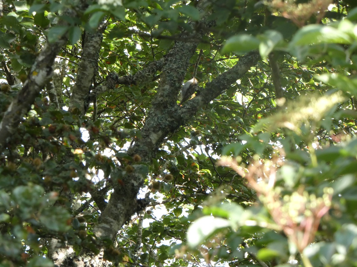 Eurasian Treecreeper - ML595959911