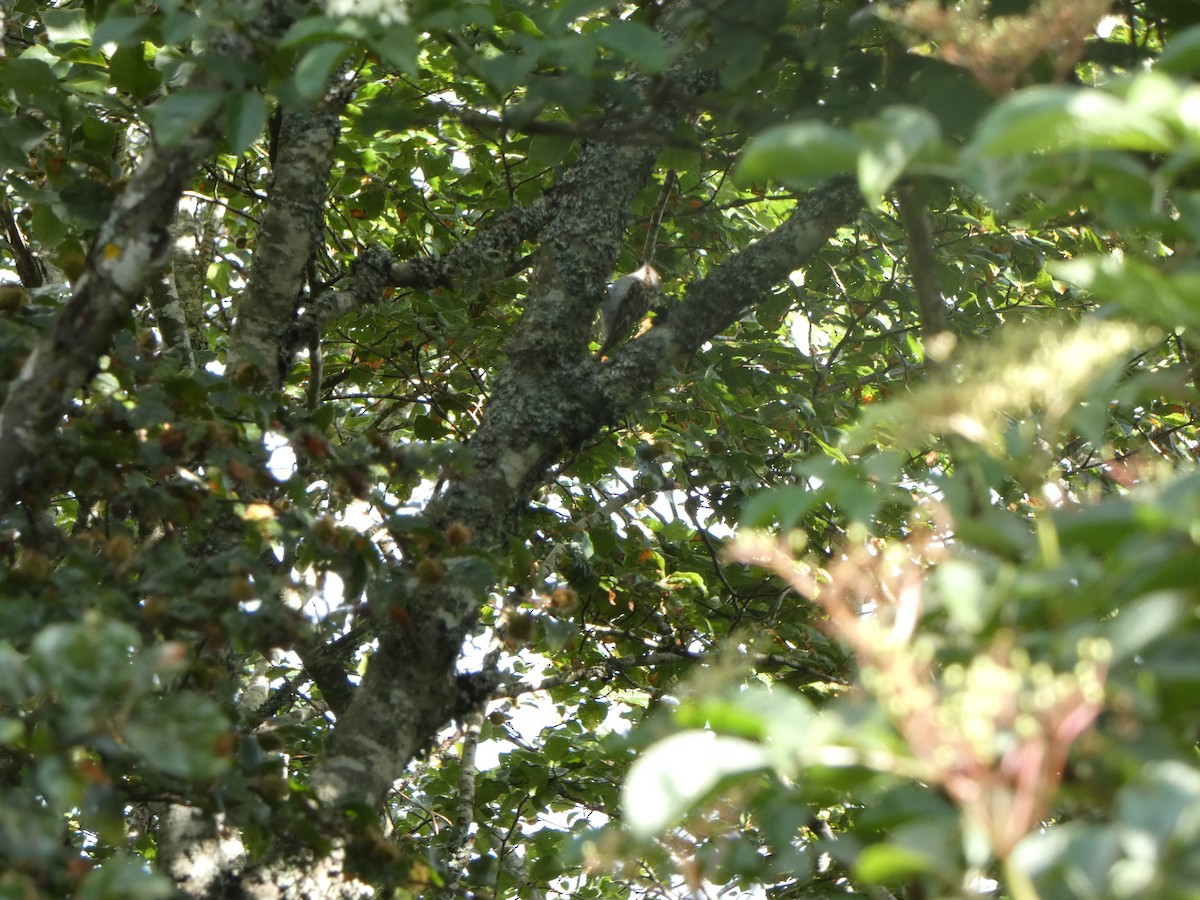 Eurasian Treecreeper - ML595959921