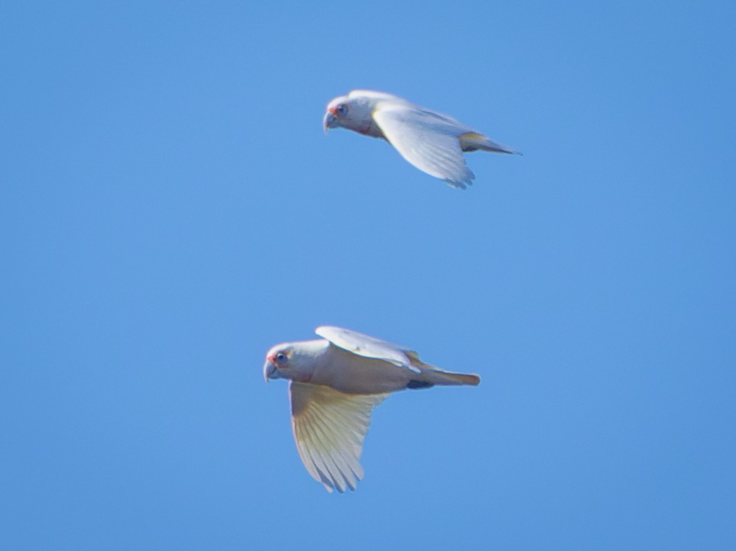 corella sp. - ML595960751