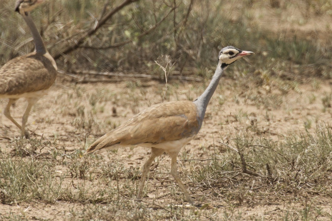 White-bellied Bustard - Ted Burkett